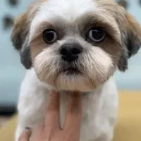 آرایشگر حیوانات اصلاح و شست و شوی سگ و گربه|خدمات آرایشگری و زیبایی|پردیس, فاز ۱۱|دیوار