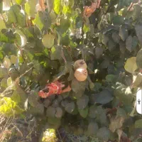 خانه باغ|فروش خانه و ویلا|گرمسار, |دیوار