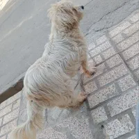 سگ پیدا شده