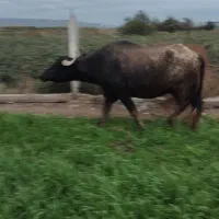 فروشیفوری|حیوانات مزرعه|اصلاندوز, |دیوار