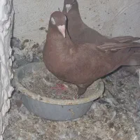 سرخ کرمونی|پرنده|تربت‌حیدریه, رباط سفلی|دیوار