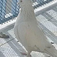 یه نر قواره دار پا پر