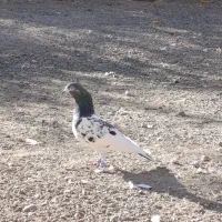 کبوتر|پرنده|پارسآباد, |دیوار