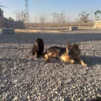 سگ ژرمن همراه توله