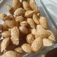 بادوم کاغذی