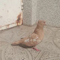 یک جفت کفتر سالم|پرنده|تربت‌حیدریه, آغوی|دیوار