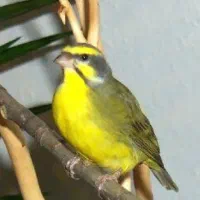 سهره یاسمین مست جفت خور قناری