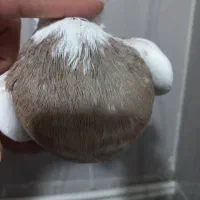 طوقی|پرنده|تهران, شیخ هادی|دیوار