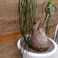 لیندا|گل و گیاه طبیعی|تربتحیدریه, ۴۵ متری|دیوار