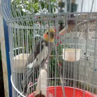 عروس هلندی نر جوان  با قفس