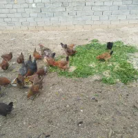 مرغ کوردی تخم گذار
