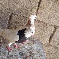 کبوتر توقی|پرنده|رامشیر, |دیوار