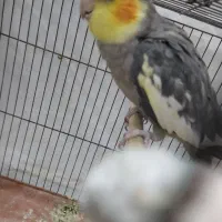 عروس هلندی خاکستری نر|پرنده|خورموج, |دیوار