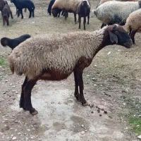 چوپان گوسفند میخواهیم اطراف اجی قول