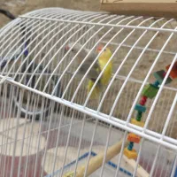 کوتله برزیلی دوتا نر و ماده