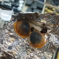 سلیمانی|کلکسیون اشیاء عتیقه|شهر ری, شهید غیوری (ابن باویه)|دیوار