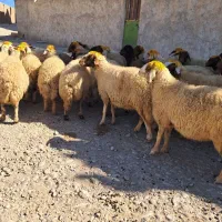 میش۰گوسفند ۰ درجه یک آنتیک|حیوانات مزرعه|زاگرس, |دیوار