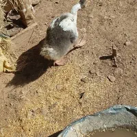 غاز