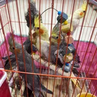 عروس هلندی فروشی