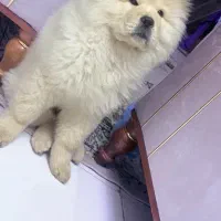 سگ چاو چاو ۳۵ میلیون