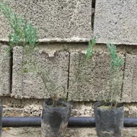 نشا جونی پیروس و تویا آمریکایی