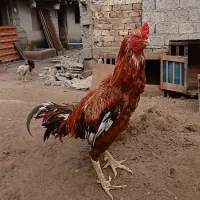 خروس لاری|حیوانات مزرعه|رشت, باهنر|دیوار