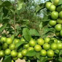 باغ سرسبز با نهال گوجه سبز برغانی رجبی