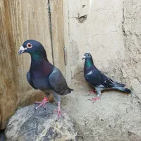 فروش کبوتر پلاکی سبز و سفید مسافتی|پرنده|باغ بهادران, |دیوار
