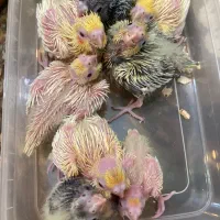 عروس هلندی سرلاکی در رنگ بندی(مولد و بالغ)|پرنده|رشت, یخسازی|دیوار