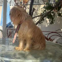 سگ واگذار می گردد|سگ|رباط‌کریم, انجم آباد|دیوار