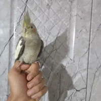 عروس هلندی|پرنده|شاهرود, |دیوار