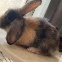 واگذاری ادم مطمئن