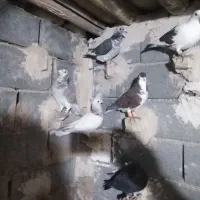 کبوتر پرشی|پرنده|فاروج, |دیوار