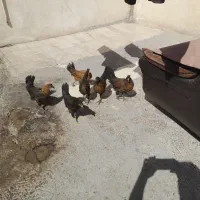 فروش مرغ