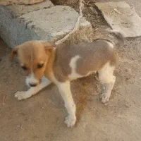 توله برای گله و نگهبانی|سگ|رودخانه, |دیوار