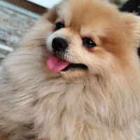 پامر نر خرسی