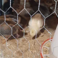 جوجه رسمی|حیوانات مزرعه|تهران, مشیریه|دیوار