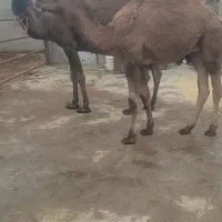 ب دلیل نیاز مالی ب فروش میرسد