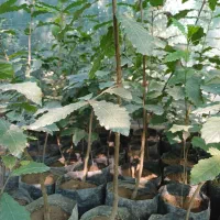 فروش نهال بلوط|خدمات باغبانی و درختکاری|ساری, |دیوار