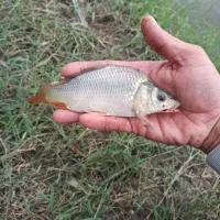 فروش همه روزه انواع بچه ماهی کپور و آمور و فیتوفاگ