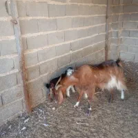 بز هیکلی دو کهره ای جوان|حیوانات مزرعه|سعدآباد, |دیوار