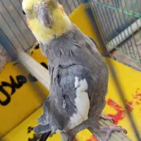 عروس هلندی نر سینامون سخنگو مولد دستی|پرنده|کوهدشت, |دیوار