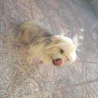 سگ پا کوتاه