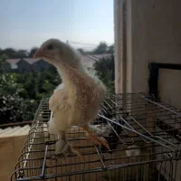 جوجه برهما لایت|حیوانات مزرعه|خرمآباد (تنکابن), |دیوار