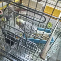 جوجه عروس هلندی