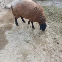 یک راس قوچ هترو دوساله نشده پلاک دار بفروش میرسد|حیوانات مزرعه|رزن, |دیوار