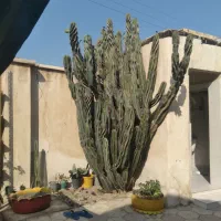 کاکتوس برگ ناودونی|گل و گیاه طبیعی|بوشهر, |دیوار