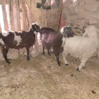 بره درجه یک خونگی|حیوانات مزرعه|سربیشه, |دیوار