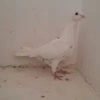 کفتر سفید غریب گیر