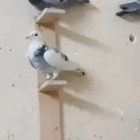 کبوتر ابلغ سبز ماده